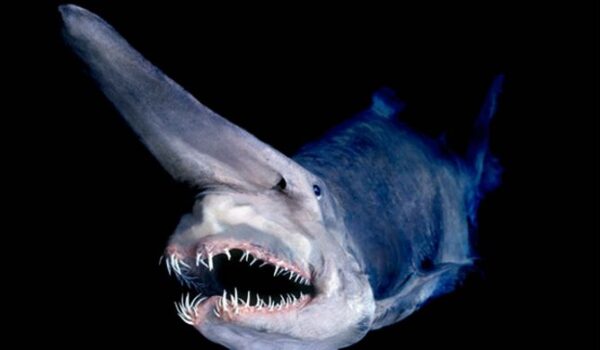 Cabeza y mandíbulas del tiburón duende o Mitsukurina owstoni