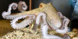 reproduccion-del-pulpo-comun-300x150.jpg