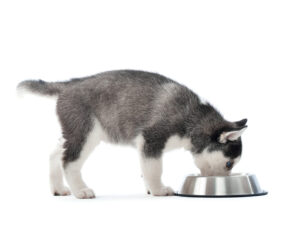 comida vegana para perros